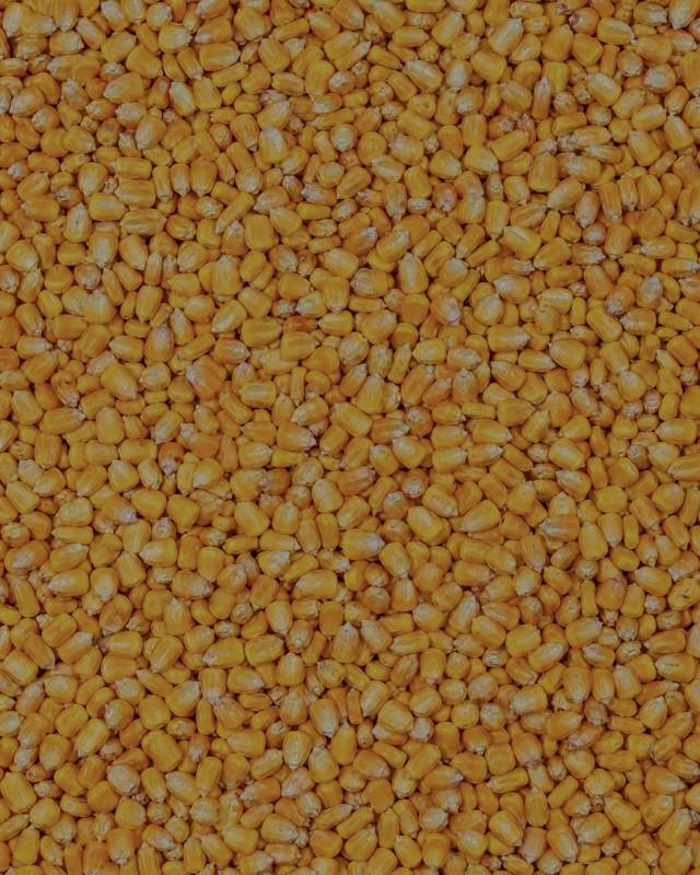 Grãos de milho — contagem de sementes no agronegócio
